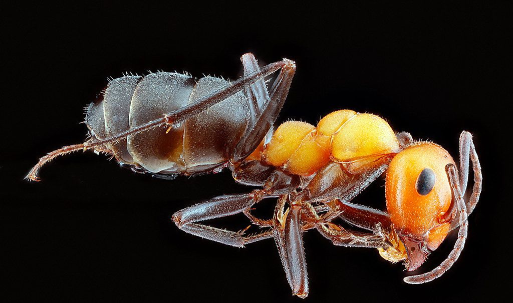 Ant Control service in Coral Gables, FL