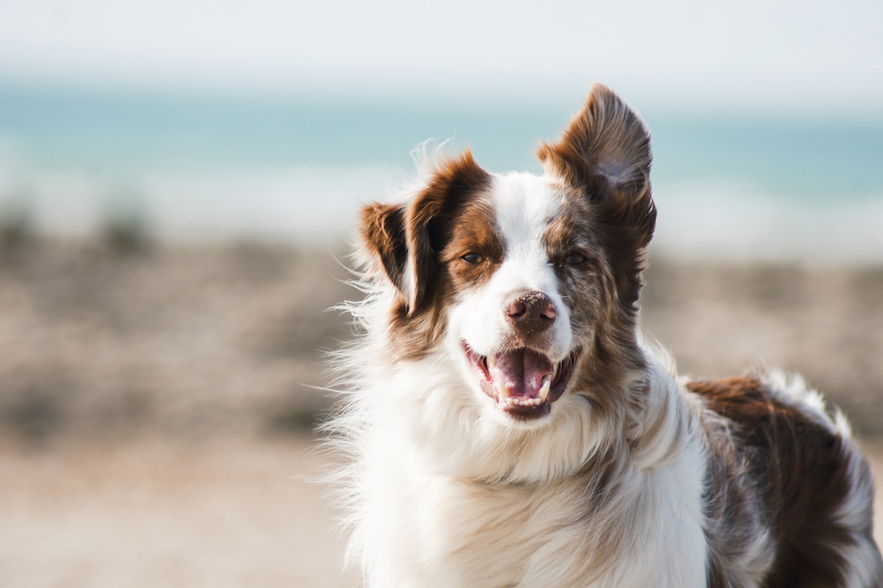Flea & Tick Control service in Coral Gables, FL
