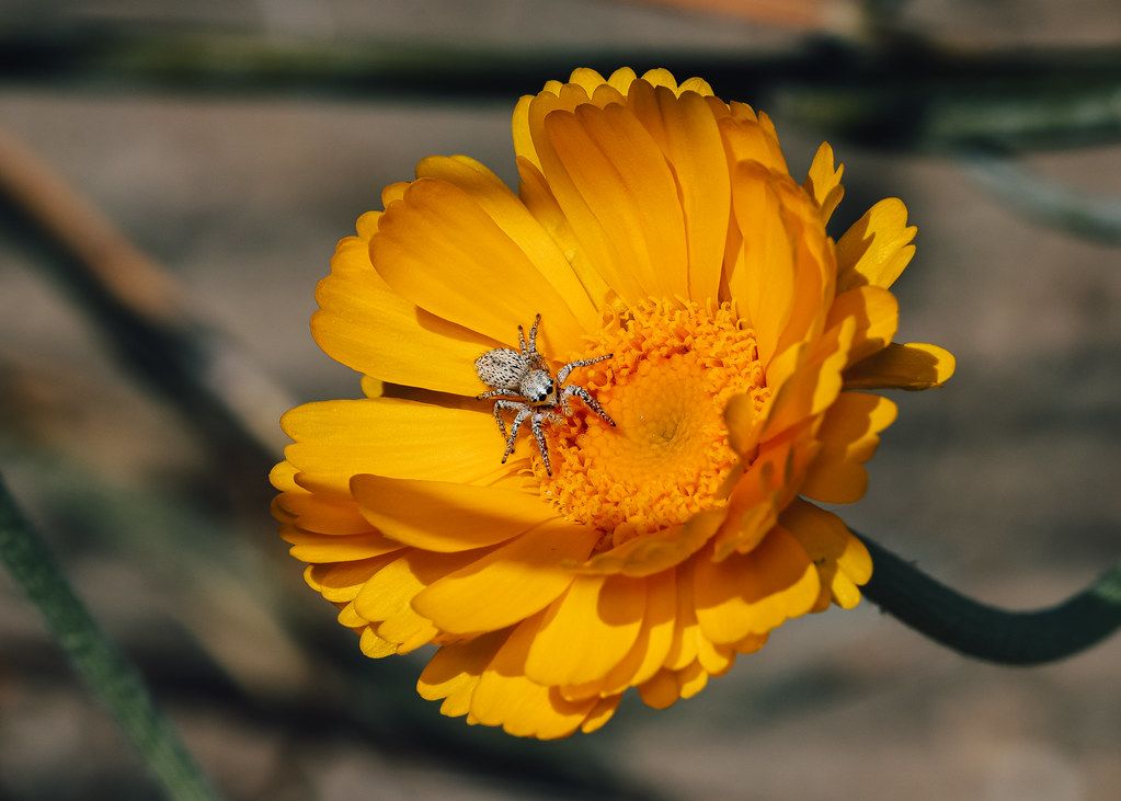 Spider Control service in Coral Gables, FL